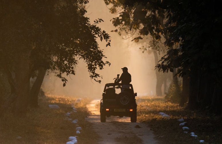 Guided Jungle Safari