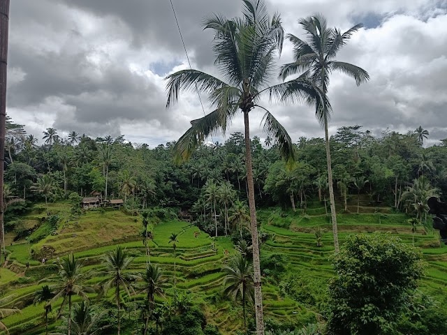 Campuhan_Ridge_Walk_Bali_2