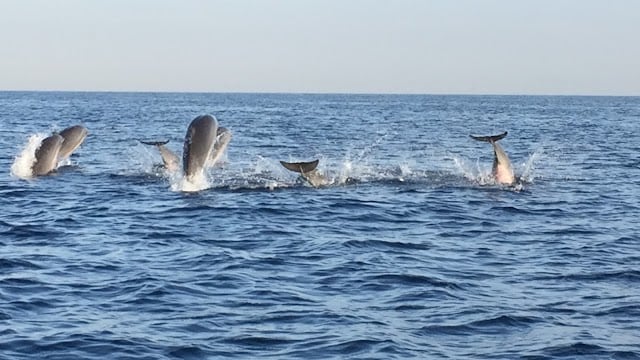 Dolphin_Watching_Activity_Bali_1