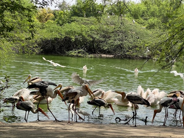 National_Zoological_Park_Delhi_4