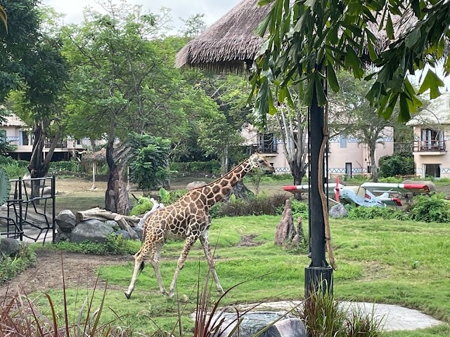 Safari_Marine_Park_Bali_2