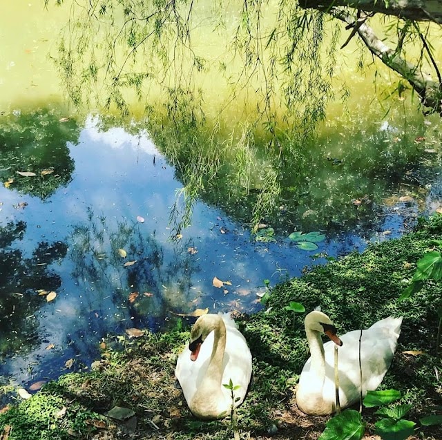 Swan_Lake_Singapore_1
