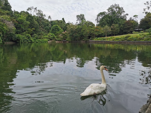 Swan_Lake_Singapore_2