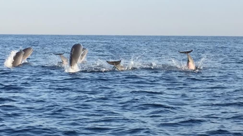 Dolphin_Watching_Activity_Bali_1