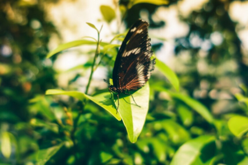 Dubai_Butterfly_Garden_1
