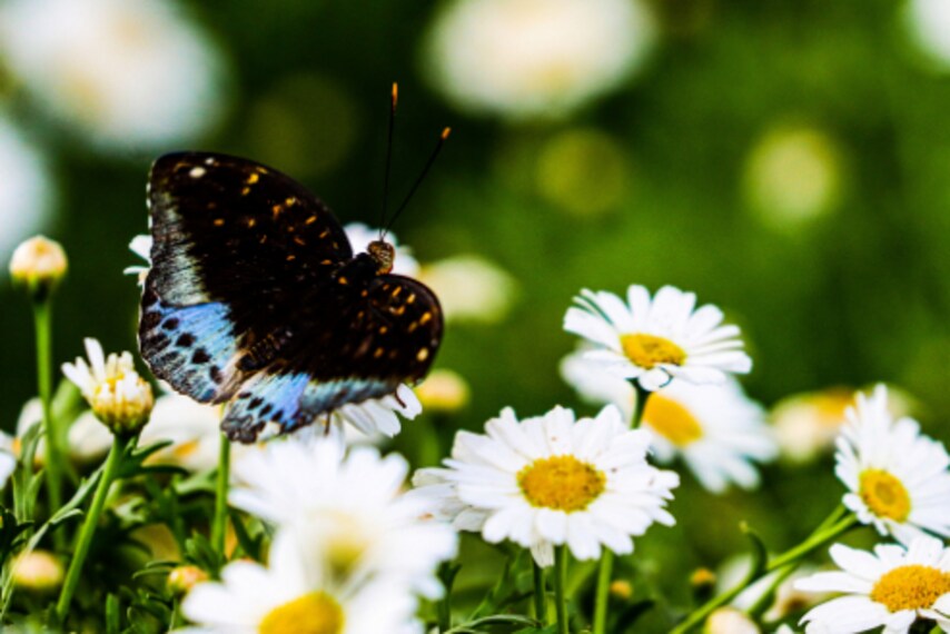 Dubai_Butterfly_Garden_3