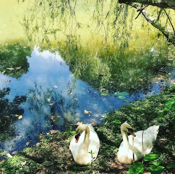 Swan_Lake_Singapore_1