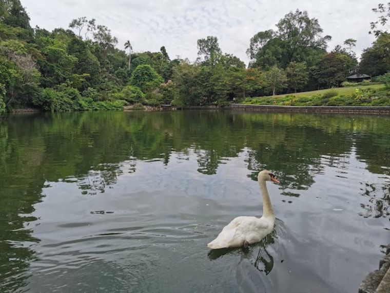 Swan_Lake_Singapore_2
