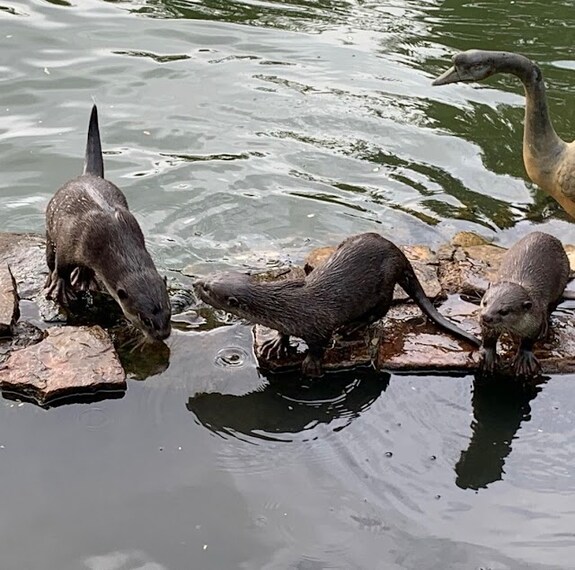 Swan_Lake_Singapore_3