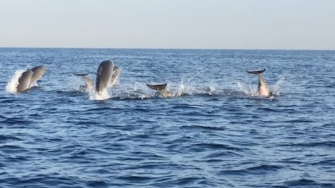 Dolphin Watching Activity