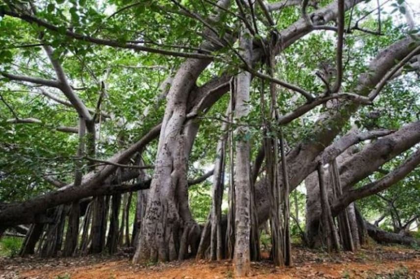 Thimmamma_marrimanu_1