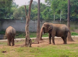Sanjay Gandhi national park