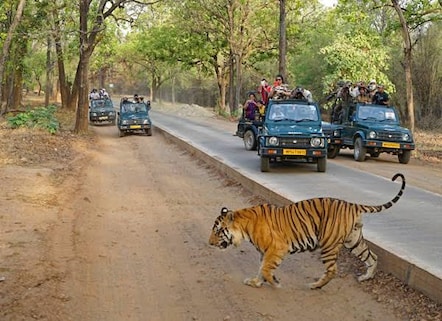 Bandhavgarh National Park