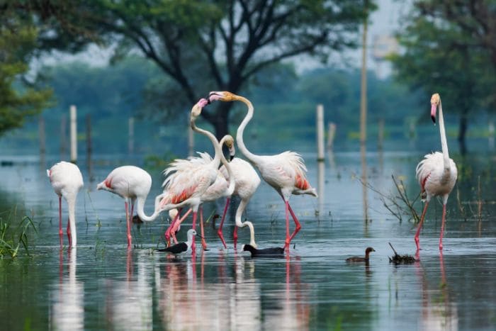 Bharatpur Keoladeo National Park Landscape Image