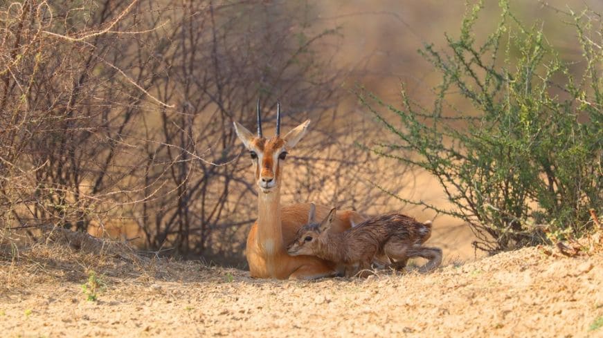 narayan_sarovar_sanctuary_bhuj_3