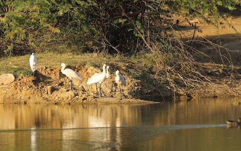 Chari-Dhand wetland conservation reserve