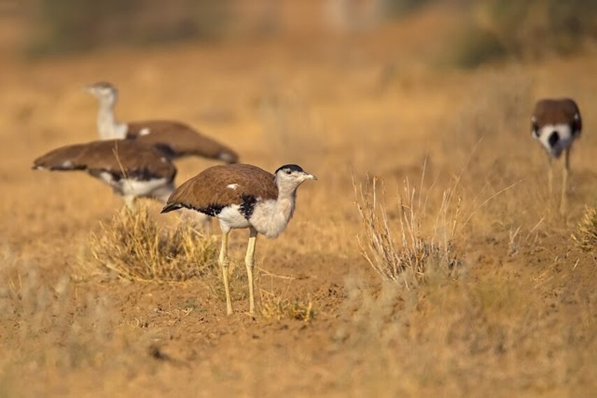 kutch_bustard_sanctuary_bhuj_1