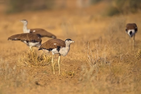 Kutch Bustard Sanctuary