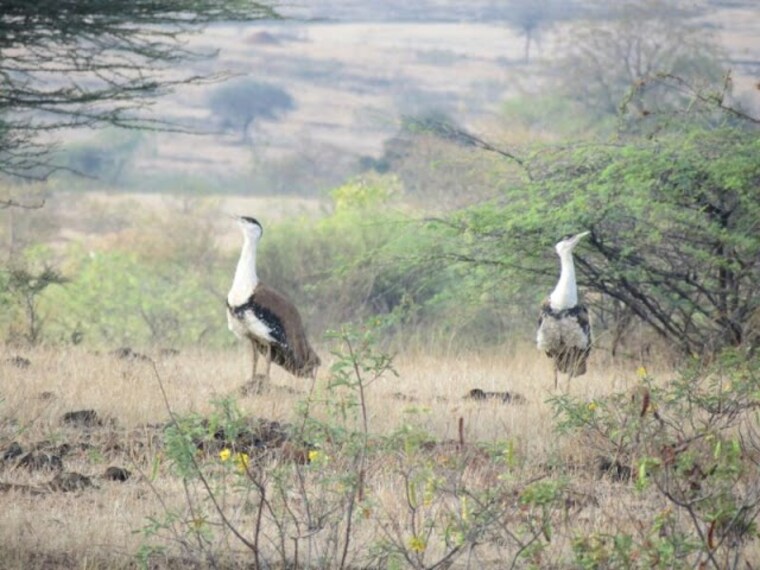 kutch_bustard_sanctuary_bhuj_2