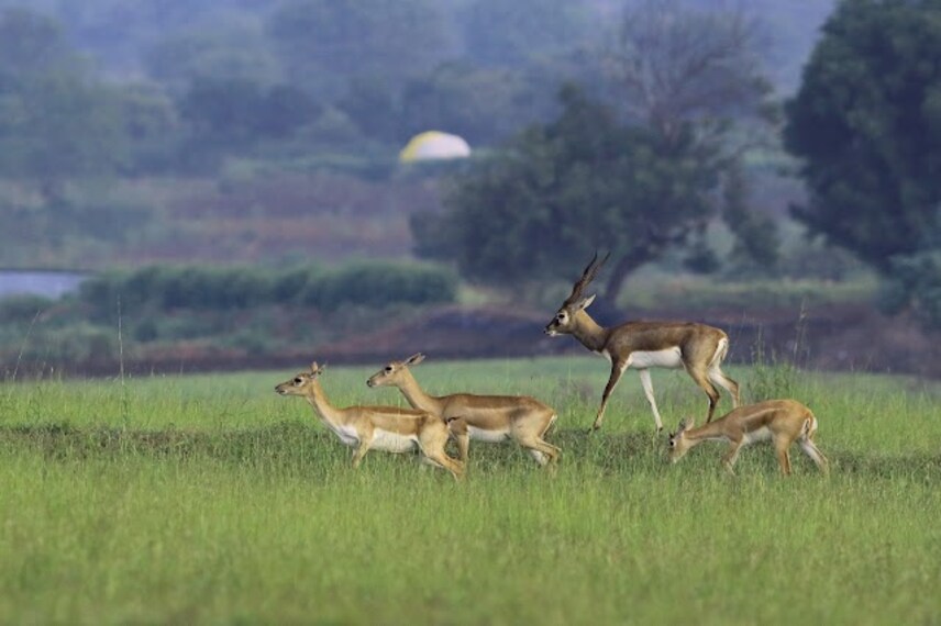 kutch_bustard_sanctuary_bhuj_3