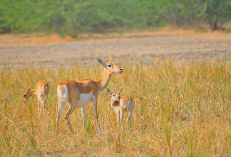 Narayan Sarovar Sanctuary