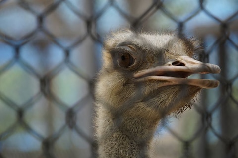 Guindy National Park