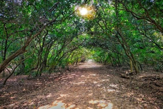 Bhitarkanika_wildlife_sanctuary_2