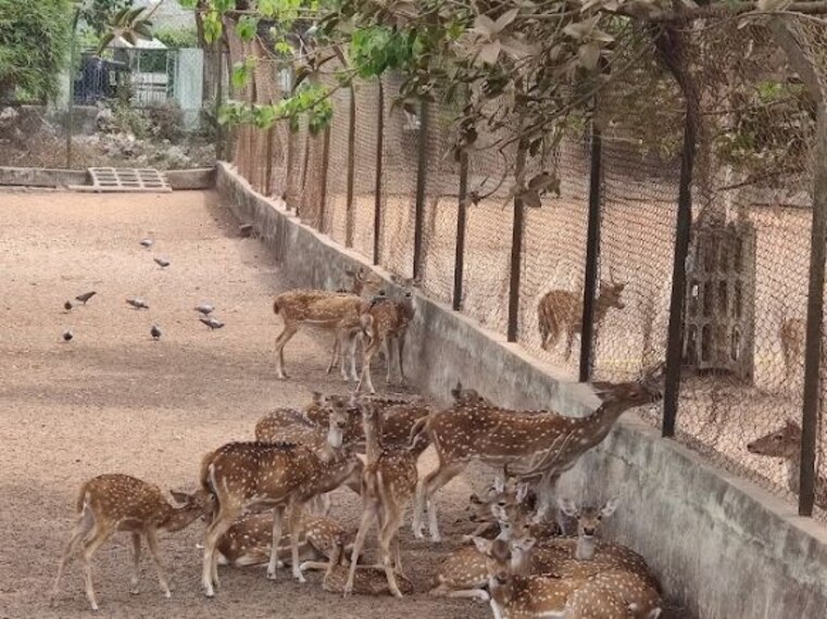 Deer_park_1
