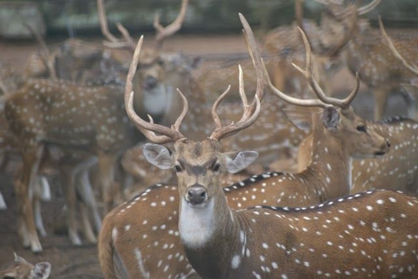 Deer_park_2