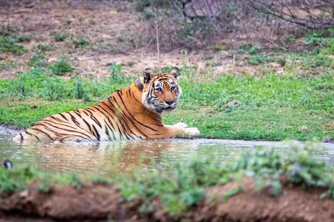 Resorts & Stays in Sariska Tiger Reserve