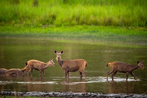 Image from popular destination Bandhavgarh - Nature and Heritage in the Vindhya Hills