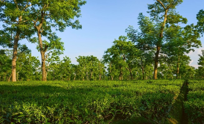 Jorhat_destination_image_2025jan_2