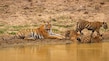 Kanha_destiantion_image2025_3