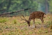 Kanha_destiantion_image2025_4