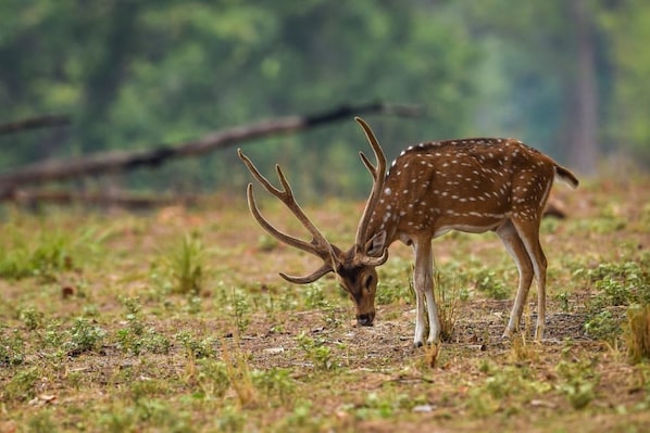 Kanha_destiantion_image2025_4