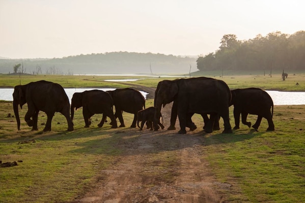 Nagarhole_destination_image_2025jan_2