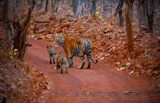 Tadoba_destination_image_2025jan_2