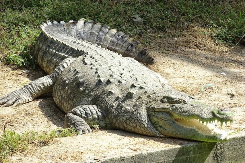 zoological_park_dimapur_2