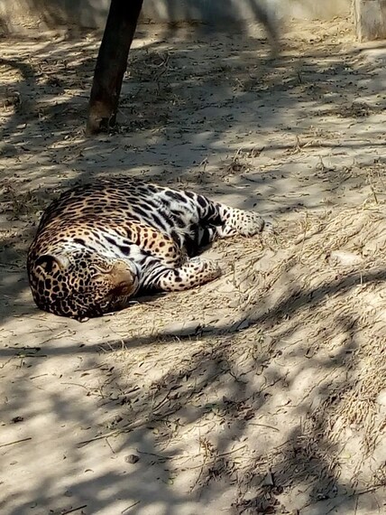 zoological_park_dimapur_5