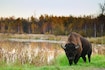Edmonton_Dest_Elk_Island_National_Park