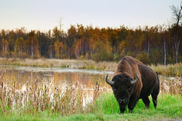 Edmonton_Dest_Elk_Island_National_Park
