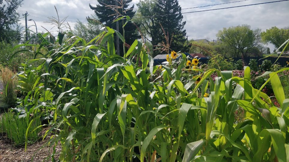 Edmonton_Urban_Farm_2