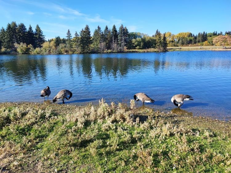 Edmonton_William_Hawrelak_Park_3