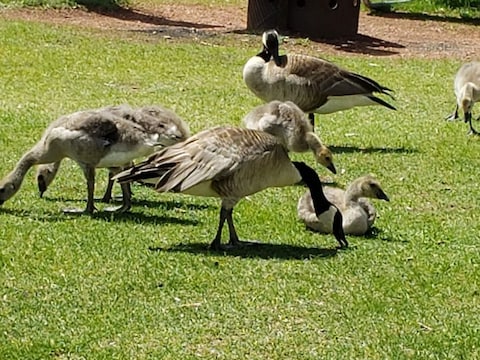 Rundle Park