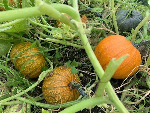 Edmonton Urban Farm
