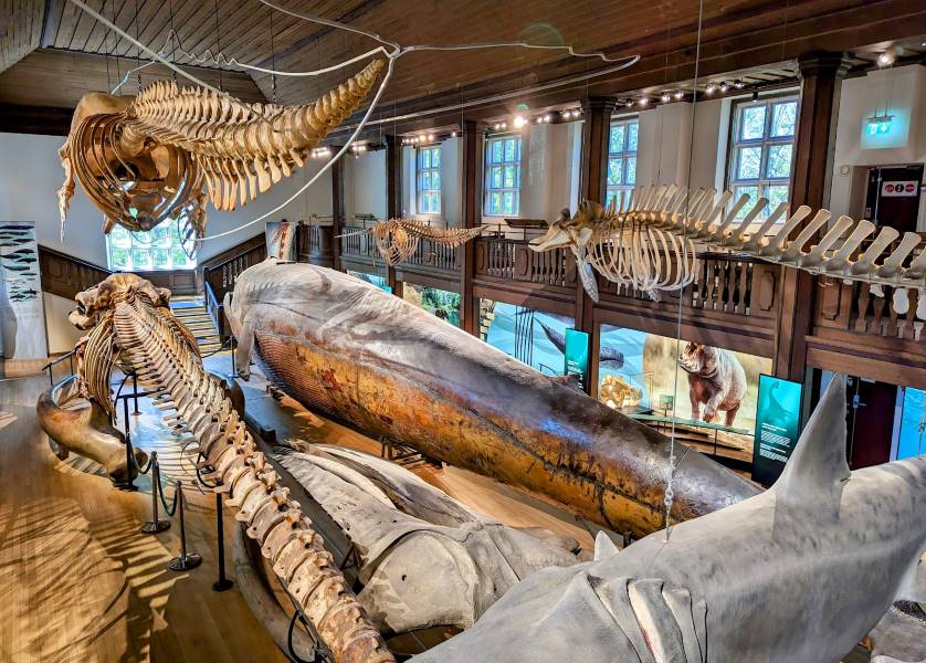 Gothenburg_Museum_of_Natural_History_3