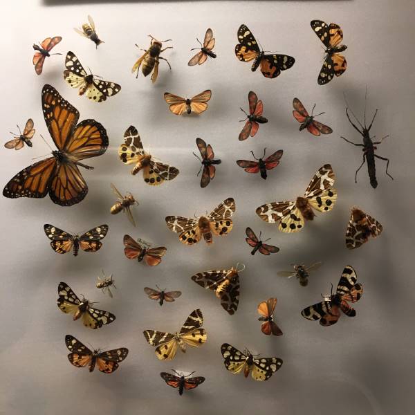 Gothenburg_Museum_of_Natural_History_6