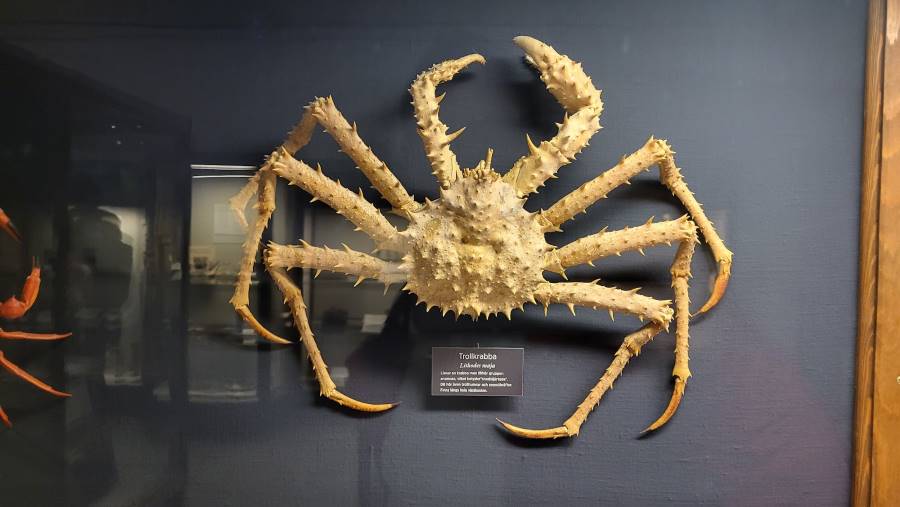 Gothenburg_Museum_of_Natural_History_9