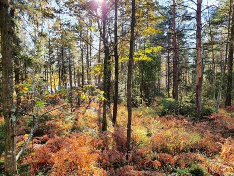Gothenburg_Delsjoomradets_Naturreservat_4