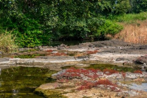 Glimpse Wildlife at Dumna Nature Park
